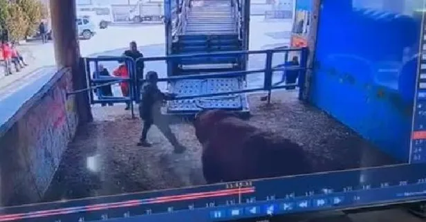 Boğa mezbaha çalışanına saldırdı: O anlar kamerada
