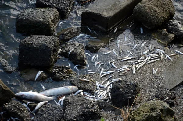 kanal-istanbulu-yaptirmam-diyen-ekrem-imamoglu-kucukcekmece-golune-bakmiyor-binlerce-olu-balik-sahile-vurdu-1625296743382.jpg Kanal İstanbul'u 'yaptırmam' diyen Ekrem İmamoğlu Küçükçekmece Gölü'ne bakmıyor! Binlerce ölü balık sahile vurdu-6