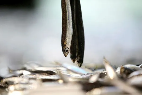 igneadada-hamsi-bereketi-balikcinin-yuzunu-guldurdu-balik-bollugu-fiyatlara-da-yansiyacak-1611085772643.jpeg İğneada'da hamsi bereketi balıkçının yüzünü güldürdü: Balık bolluğu fiyatlara da yansıyacak-3