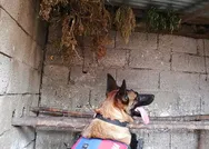 Son dakika: Hint kenevirlerini, kümeste kuruturken yakalandılar!