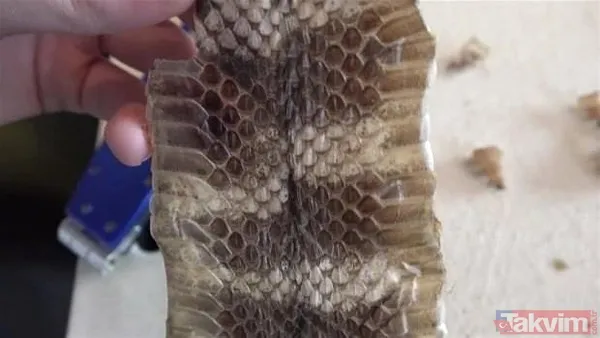 Çıngıraklı yılanın kuyruğundan çıkanlar görenleri şoke etti! Sonrasında ise... - 28