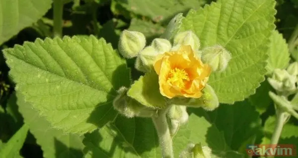 Onlar sıradan besinler değil bilim insanları da doğruladı! Peygamberimiz Hz.Muhammed'in insanlığa tavsiye ettiği yiyecekler - 2