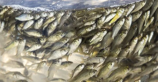 Şanlıurfa’da yetiştirilen 10 milyon balık yavrusu baraj göletlerine salınacak