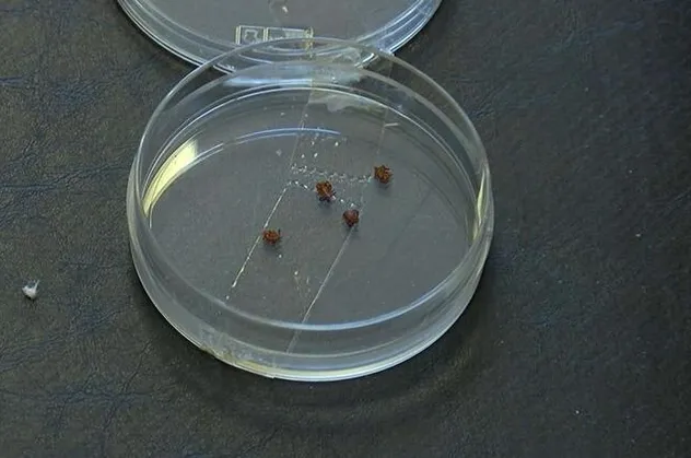 Son dakika: Uzmanlar İstanbulluları keneden bulaşan hastalık ‘Lyme’a karşı uyardı