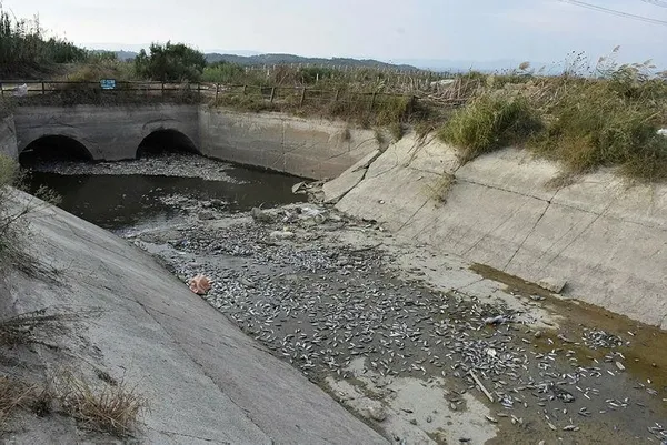 Aydın'da korkunç görüntü! Sulama kanalındaki toplu balık ölümleri kenti ayağa kaldırdı-1