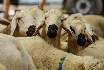 2026 kurbanlık fiyatları belli oldu: İşte büyükbaş ve küçükbaşta güncel rakamlar