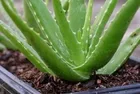 Aloe verayla güçlü saçlar