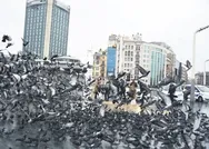 Vatandaşlar Kovid-19 nedeniyle evde kalınca meydanlar kuşlara kaldı