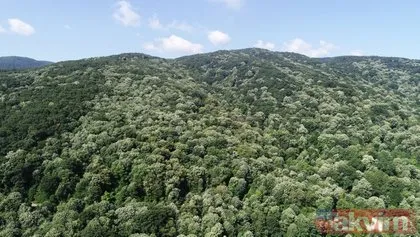 Türkiye’nin ıhlamur fabrikası Karacabey Ihlamur Ormanları’nda hasat başladı! 250 liradan satılması bekleniyor