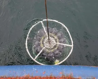 Marmara Denizi’nde derin müsilaj incelemesi!