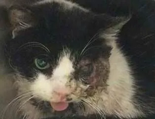Zombi kedi şoku