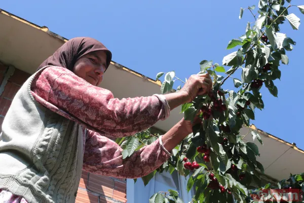 Balıkesir Bigadiç'te 650 rakımlı mahallede yetişen kirazın kilosu bahçede 2 lira pazarda 15 lira - 19