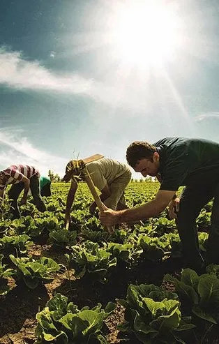 Bakanlık açıkladı: 115 bin tohum gen bankalarında muhafaza ediliyor