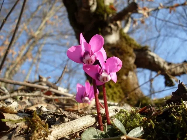 Cemre ne zaman düşüyor? 2020 cemre havaya ne zaman düşecek? İşte 2020 cemre tarihleri-4