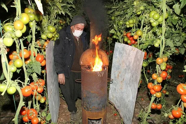 Mersin'de domates üreticilerinin "zirai don" nöbeti-4