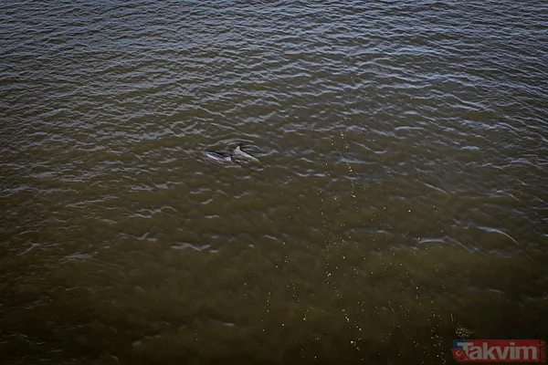 ABD'yi Helene Kasırgası vurdu! Eyaletler federal yardım talep etti: Çok sayıda ölü var - 27