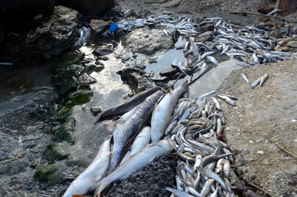 kanal-istanbulu-yaptirmam-diyen-ekrem-imamoglu-kucukcekmece-golune-bakmiyor-binlerce-olu-balik-sahile-vurdu-1625296748983.jpg Kanal İstanbul'u 'yaptırmam' diyen Ekrem İmamoğlu Küçükçekmece Gölü'ne bakmıyor! Binlerce ölü balık sahile vurdu-8