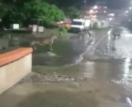 Bir garip olay! Hindistan'da barınaklarını su basan aslanlar sokağa indi-2