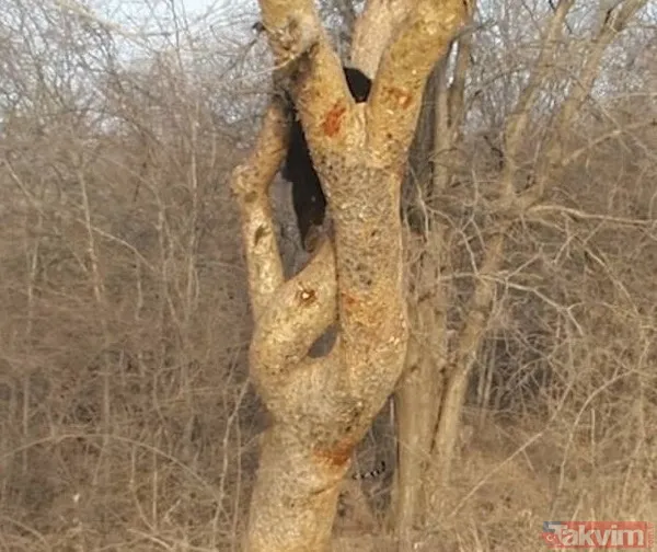 Kaplan akşam yemeği için ayıyı seçti fakat... Vahşi doğada Kaplan ile ayının şoke eden kavgası kapışması! - 8