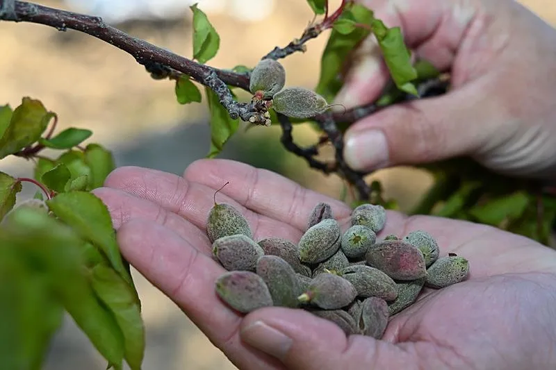 Malaya'da kayısı üreticileri, zirai don nedeniyle büyük mağduriyet yaşadı. (AA)