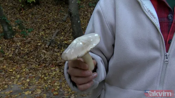 50 gramı bile insanı öldürebiliyor! 29 binden fazla mantar türü yenmiyor: İnsanları öldüren mantarların yüzde 95'i köygöçüren mantarı - 10