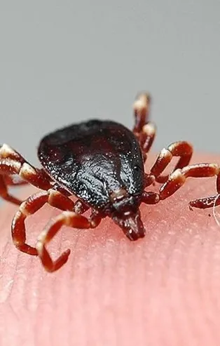 Sivas'ın korkulu rüyası için Valilik harekete geçti! 3 ayda 10'dan fazla kişi hayatını kaybetmişti...