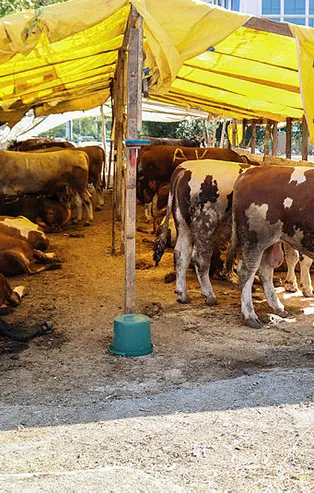 Kurbanlıkların ilk fiyatları belli oldu!