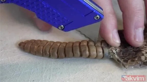 Çıngıraklı yılanın kuyruğundan çıkanlar görenleri şoke etti! Sonrasında ise... - 18