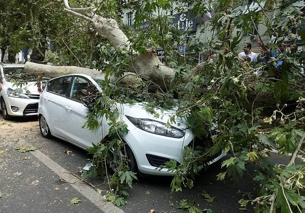 İzmir'de tarihi çınar ağacı aracın üzerine devrildi-1
