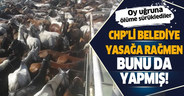 Adalar Belediyesi'nin yasağa rağmen gemiyle at taşıdığı ortaya çıktı!