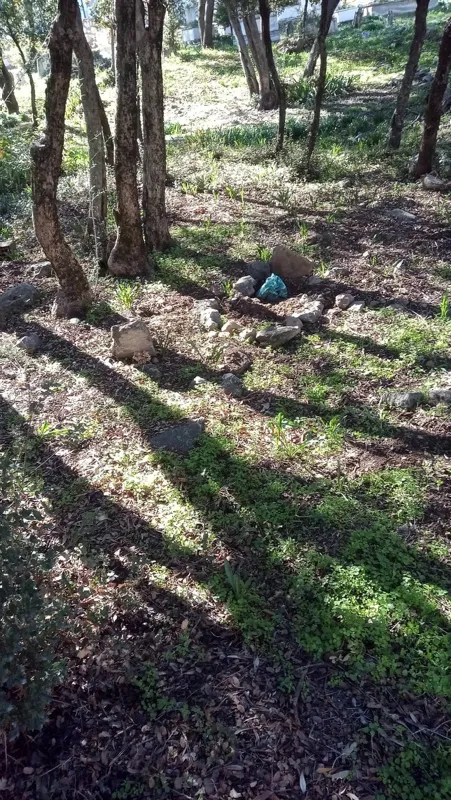 bebek-gomuldugunden-suphelenilen-mezardan-kopek-cesedi-cikti-1606472917355.jpg Bebek gömüldüğünden şüphelenilen mezardan köpek cesedi çıktı-3