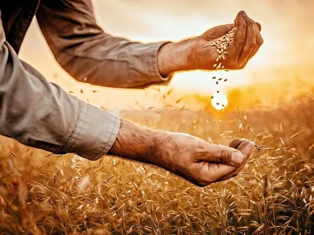 hukumetten-ciftcileri-sevindiren-yenilik-hasat-sigortasi-basladi-primler-artti-1642120322358.jpeg Hükümetten çiftçileri sevindiren yenilik! Hasat sigortası başladı-11