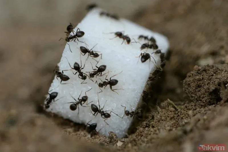 5 dakikada kaçacak delik arayacaklar! Evi neden karınca basar? Evde karınca, termit, uçan karınca nasıl yok edilir?