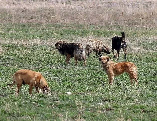 İçişleri’nden Halfeti’deki köpek saldırısına inceleme: Müfettiş görevlendirildi