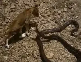 Piton ve aslan karşı karşıya