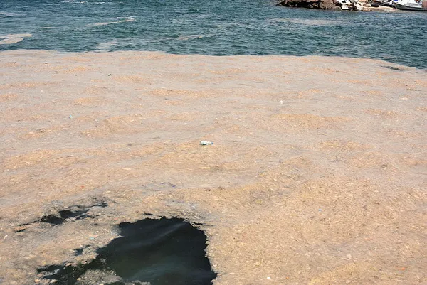 YÖK'ten flaş karar! Müsilajı araştırana burs!-5