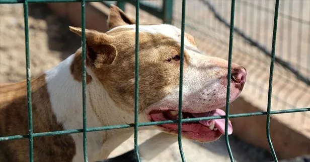 American Staffordshire Terrier ve American Bully ırkı köpekler de ’tehlike arz eden hayvan’ olarak belirlendi