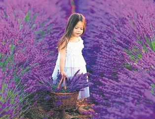 Lavanta alternatif gelir oldu