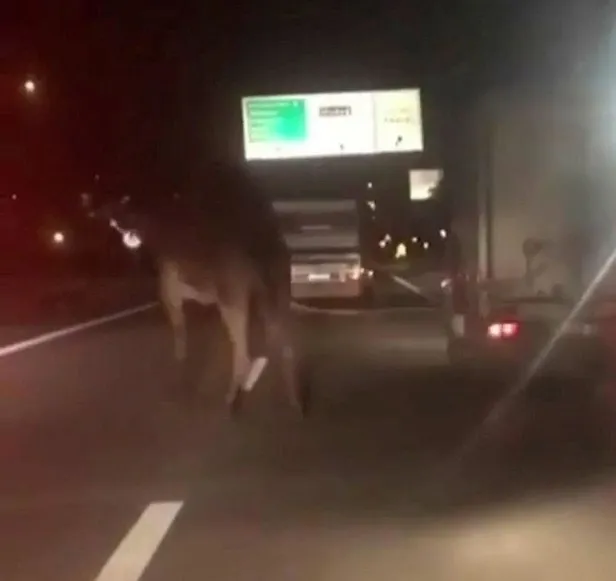 bursada-deveyi-kamyonete-baglayip-trafikte-suruklediler-1602711004631.jpeg Bursa'da deveyi kamyonete bağlayıp trafikte sürüklediler!-2