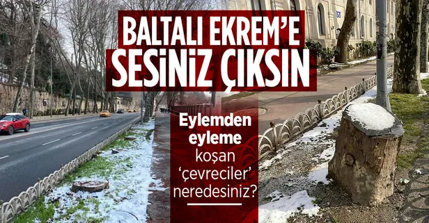 Geziciler ve sözde çevrecilerin ölüm sessizliğine büründüğü CHP'li İBB'nin ağaç katliamına AK Parti'den bir tepki daha!