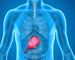 Bir fincan kahvenin karaciğerde hatırı var