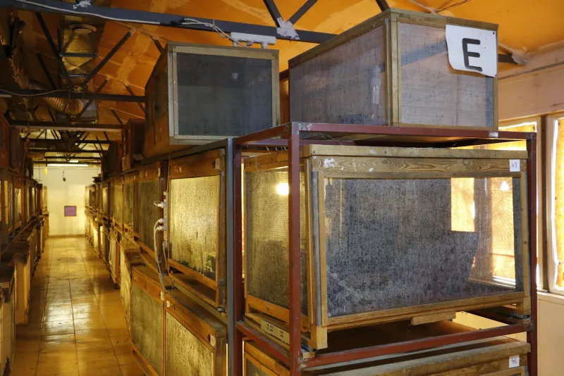 Antalya'da çekirgenin kavurmasını yapıp ailesine yediriyor! - 10