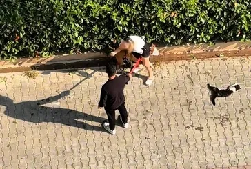 Adana’da ağızlıksız pitbull dehşeti: Kediyi parçalayan köpeğin sahibi kaçtı... Polisi aramayın!