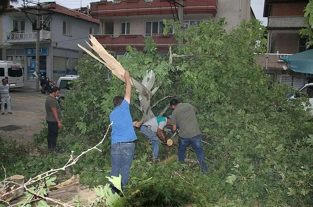 Manisa'da şiddetli fırtına! 50 yıllık ağaç devrildi