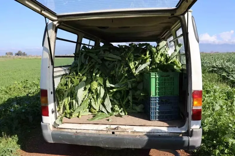 Yetiştiren paraya para demiyor: Altın yanında solda sıfır kalır! Tarlada 25 TL, tabakta 350 TL'den satılıyor!-3