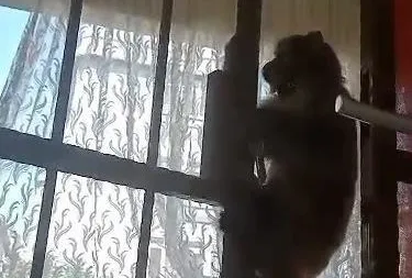 İstanbul’da maymun dehşeti!