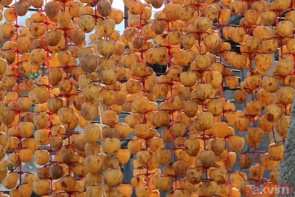 Cennet hurmasında yaş olanın fiyatı 6 kuru olanın fiyatı 50 TL! Almanlar kuru Ruslar yaş tercih ediyor - 17