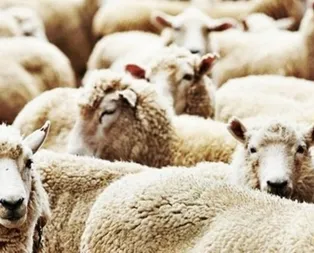 Kurban Bayramı tatili kaç gün olacak? 9 gün mü?