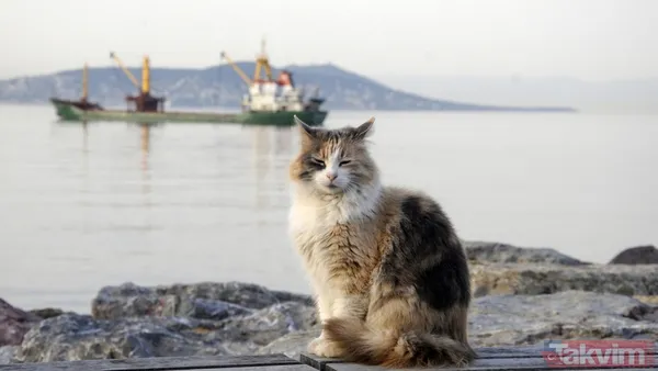 Kedilerle Kurulan Özel Bağ İstanbulluların Kedilere Duyduğu Sevgi Aslında Şehrin İnsan Yapısıyla Da Yakından İlişkilidir. Samimiyet Ve Yardımseverlik Burada...