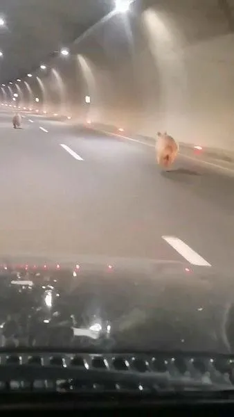 dikkat-ayi-cikabilir-tuneli-kullanan-ayi-bu-sefer-arkadasiyla-geri-dondu-1664639019316.jpeg Dikkat ayı çıkabilir! Tüneli kullanan ayı bu sefer arkadaşıyla geri döndü-2